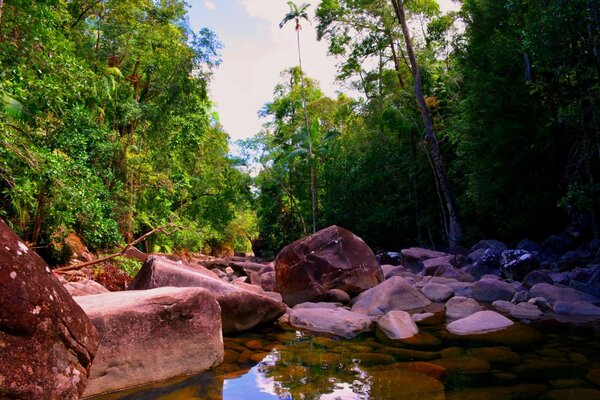 Tierwelt Australiens und Ozeaniens