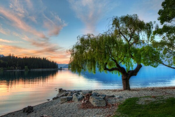 A green tree on the background of a beautiful landscape