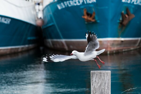 Gaviotas marinas en la naturaleza