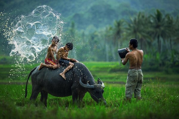 Children on the buffalo were sprayed