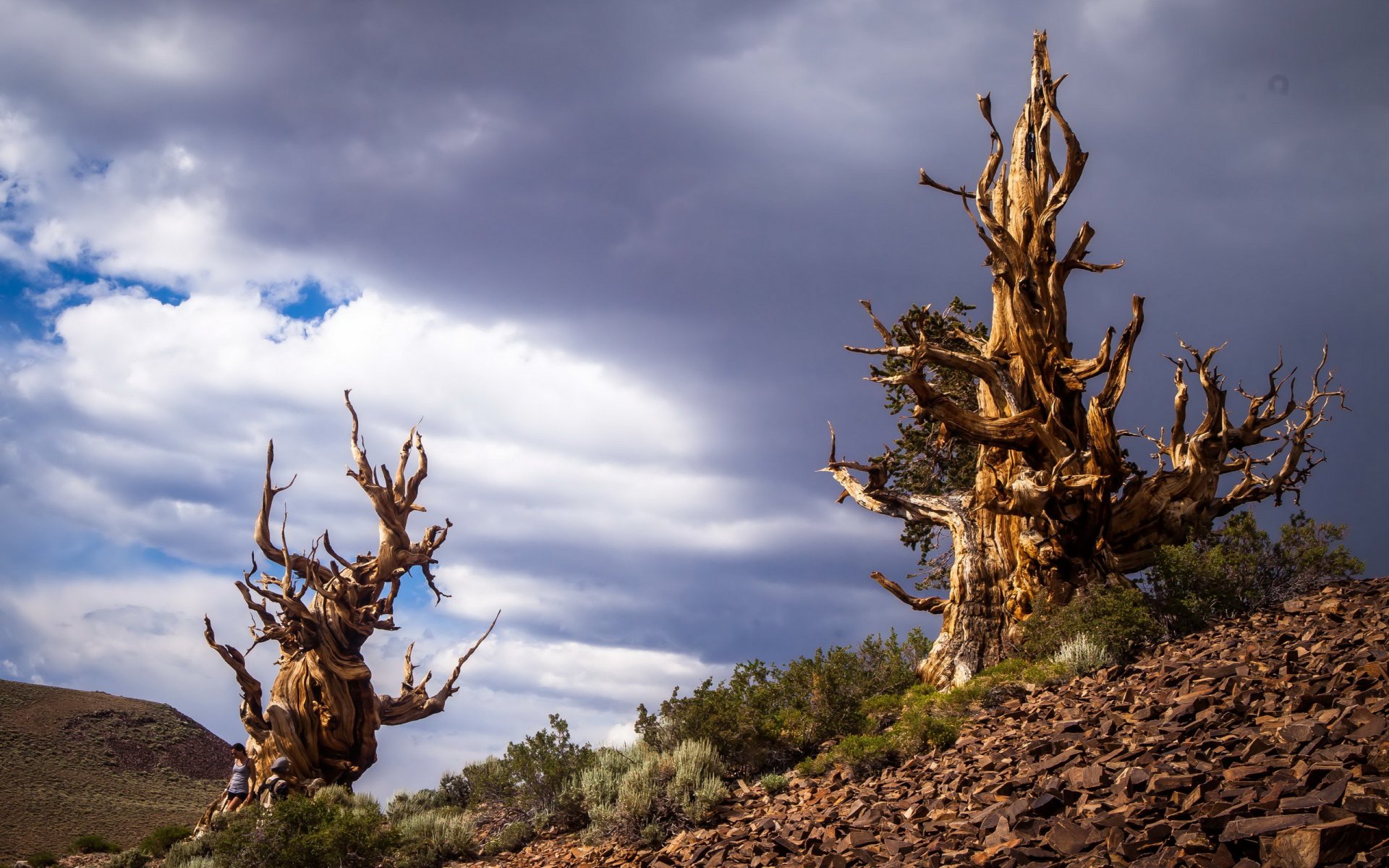bristlecone сосны в белых горах иньо калифорния