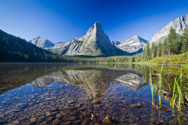 Красивая природа. Прозрачная вода в озере, зелёный лес
